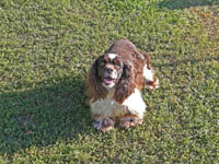 Penelope is a Brown and White Parti AKC American Cocker Spaniel
