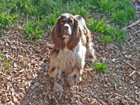 Penelope is a Brown and White Parti AKC American Cocker Spaniel