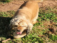 Juno is a Sable AKC American Cocker Spaniel