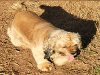 Juno is a Sable AKC American Cocker Spaniel