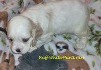 Juno's buff and White Parti AKC American Cocker Spaniel Puppy