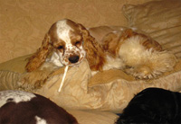 This is Angel a Red White Parti Cocker Spaniel