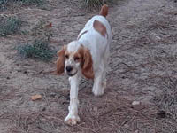 Rocky is a Red and White Parti with Ticking AKC Cocker Spaniel