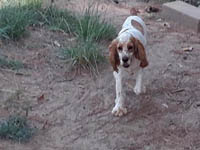 Rocky is a Red and White Parti with Ticking AKC Cocker Spaniel