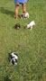 Juno's American Cocker Spaniel Babies...potty time